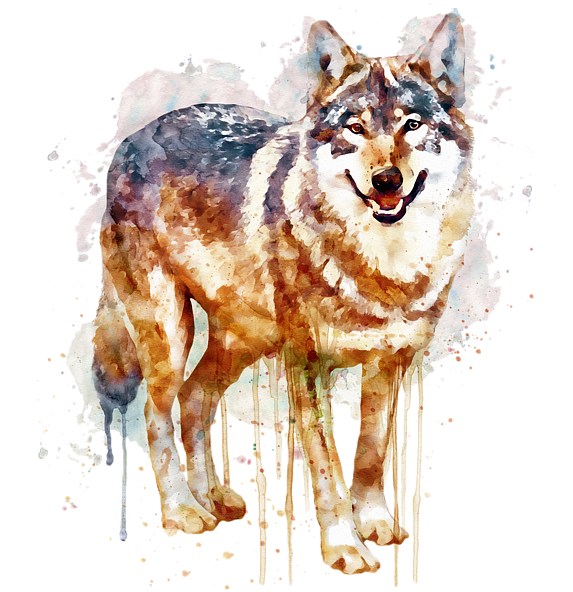 Bleed Area May Not Be Visible - Black And White Alpha Wolf (600x600), Png Download