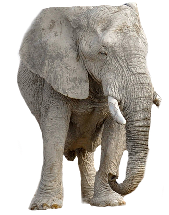 Elephant, Animal, Africa, Transparent Background - Pngpix Com Indian Girl Png Transparent (900x720), Png Download