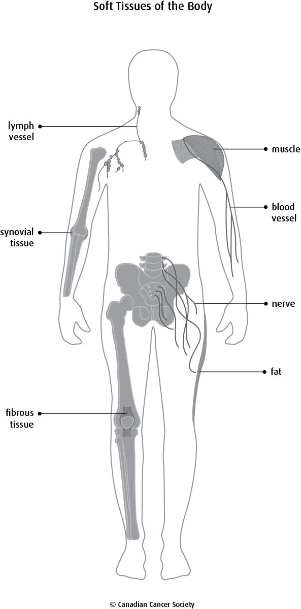 Diagram Of The Soft Tissues Of The Body - Illustration (593x1199), Png Download