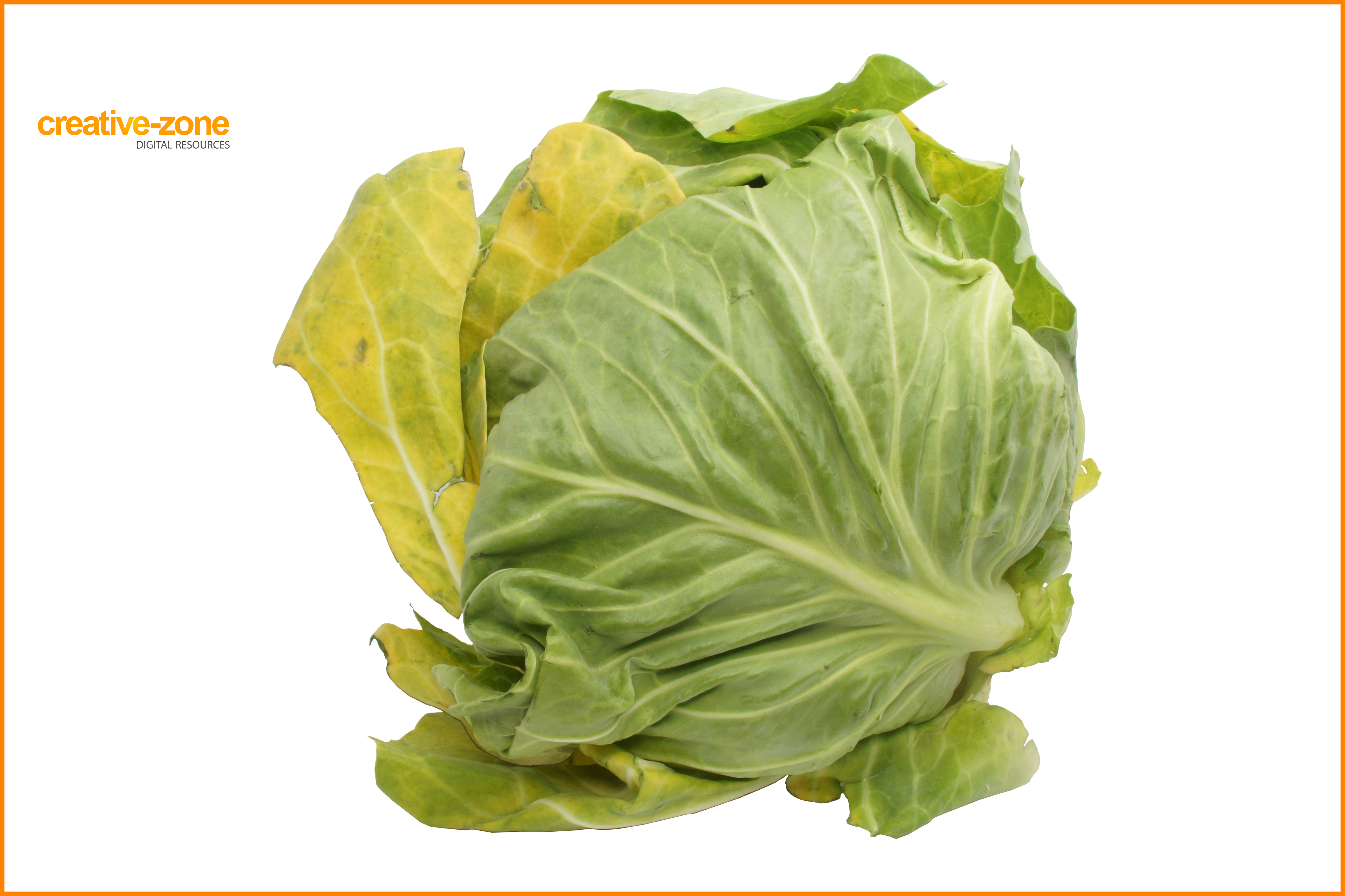 Cabbage, Transparent - Cruciferous Vegetables (6030x4020), Png Download