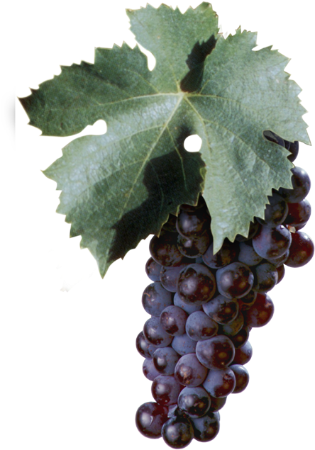 Among Italy's Oldest Grape Varieties, Aleatico Too - Aleatico Grape (595x709), Png Download