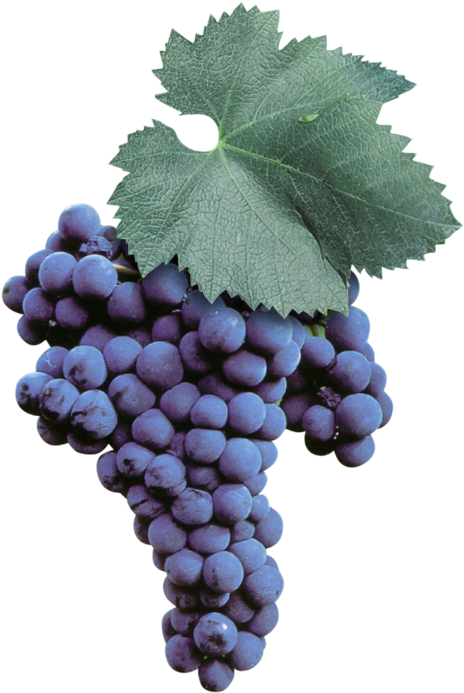 This Native Puglia Grape Belongs To The Vast Range - Malvasia Nera Di Brindisi (595x709), Png Download