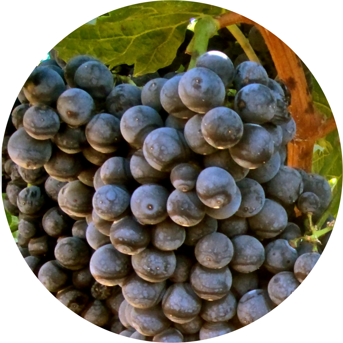 Grape Varieties - Grape (1114x1114), Png Download