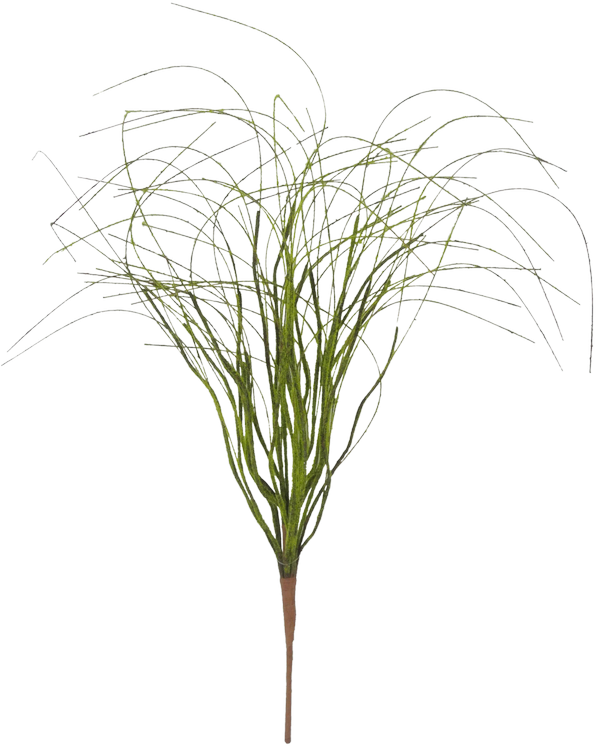 Grass (600x746), Png Download