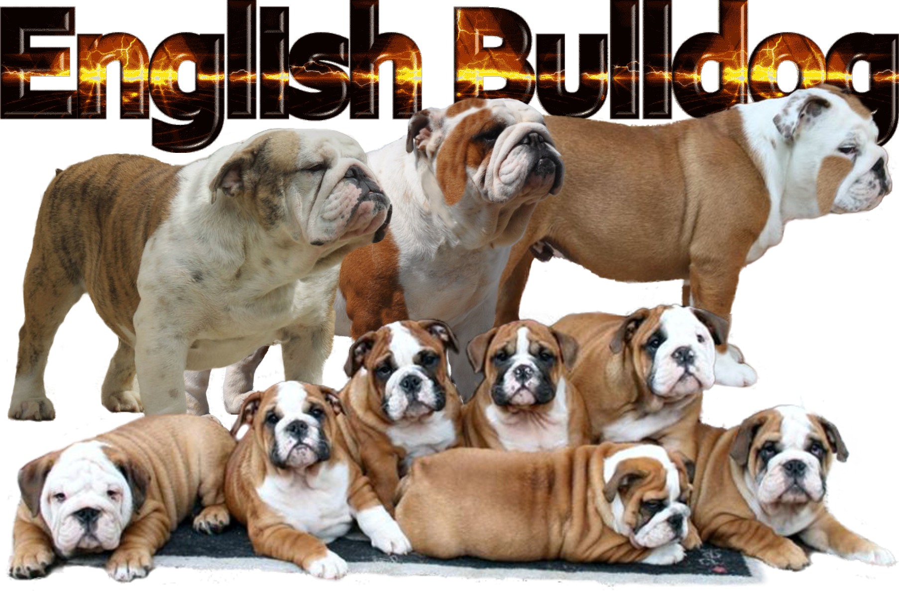 The Bulldog, Also Known As The English Bulldog, Originally - Olde English Bulldogge (1806x1187), Png Download