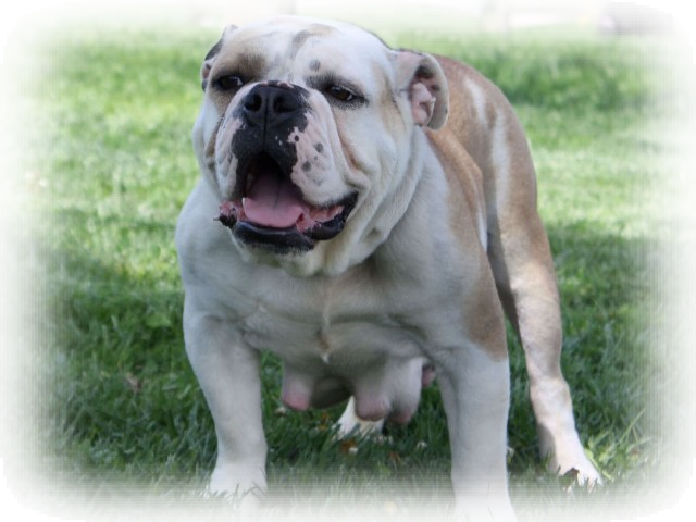 Australian Bulldog (640x480), Png Download