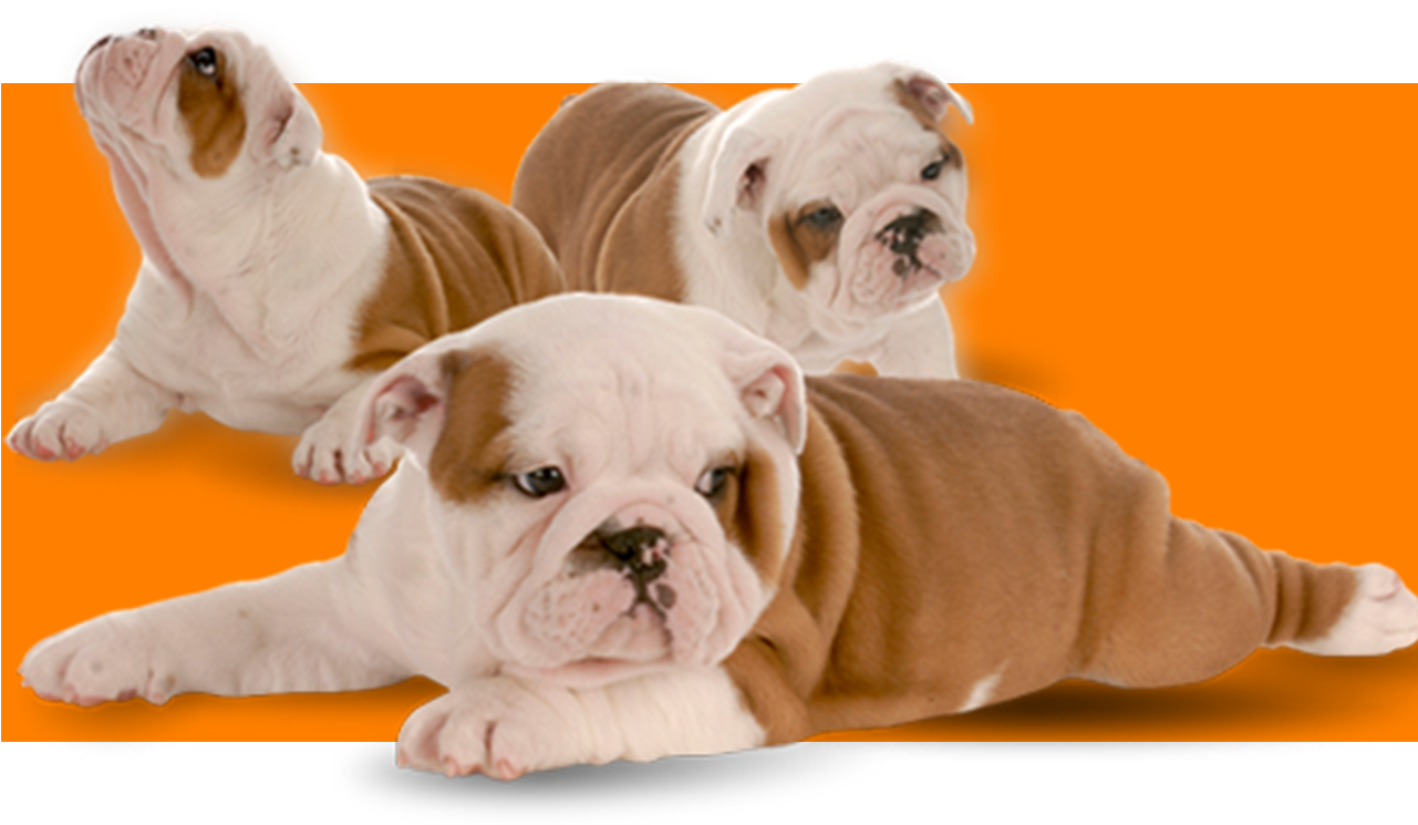 Texas English Bulldogs Breeders - White English Bulldog (1280x1024), Png Download