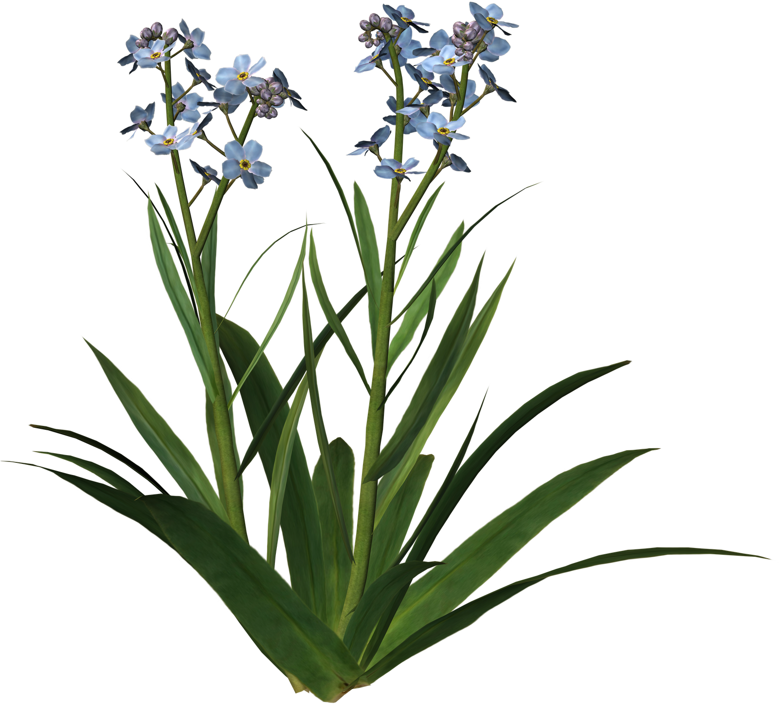 For Get Me Not 1[1] - Orris Root (1600x1600), Png Download