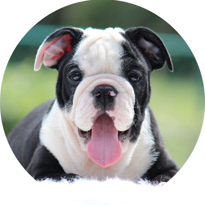 English Bulldog - Olde English Bulldogge (681x679), Png Download