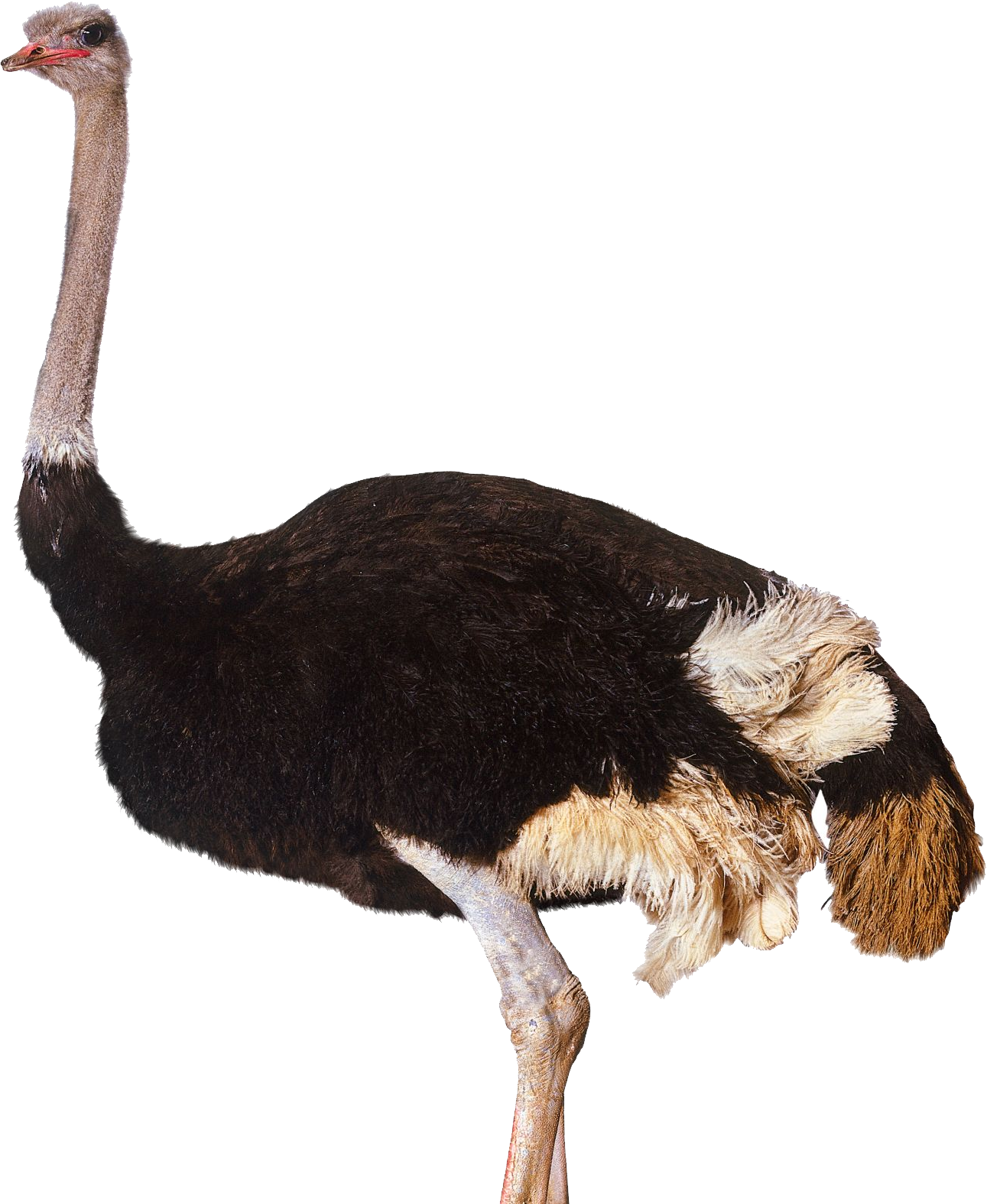 Ostrich Png (1291x1575), Png Download