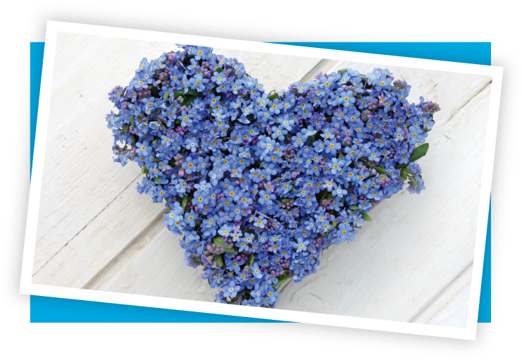 Our Team - Alpine Forget-me-not (832x632), Png Download
