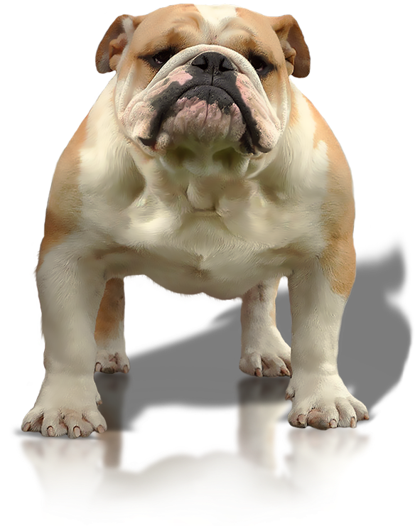 Timberoakes Lucky Strike - Olde English Bulldogge (603x750), Png Download