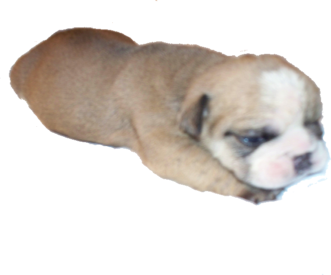 Image Black And White Stock English Bulldog For In - Australian Bulldog (663x551), Png Download