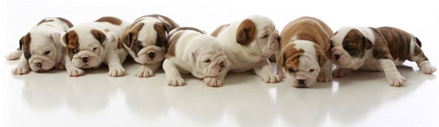 English Bulldog Puppies For Adoption - French Bulldog Puppies (640x480), Png Download