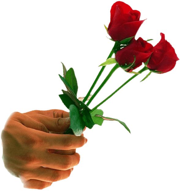 Transparent Rose Png And Clipart Transparent Background - Hd Wallpaper Rose Hand (648x768), Png Download