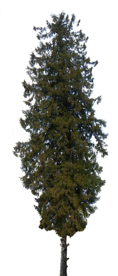 15 Pine Tree Png Transparent For Free Download On Mbtskoudsalg - Dali Death Tarot Card (400x936), Png Download