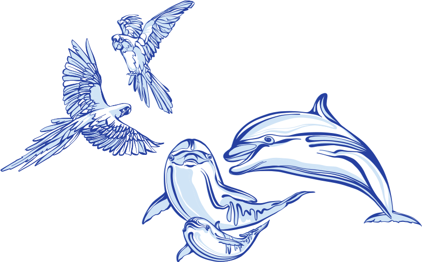 Dolphbirds2 - Bird Dolphin (837x525), Png Download