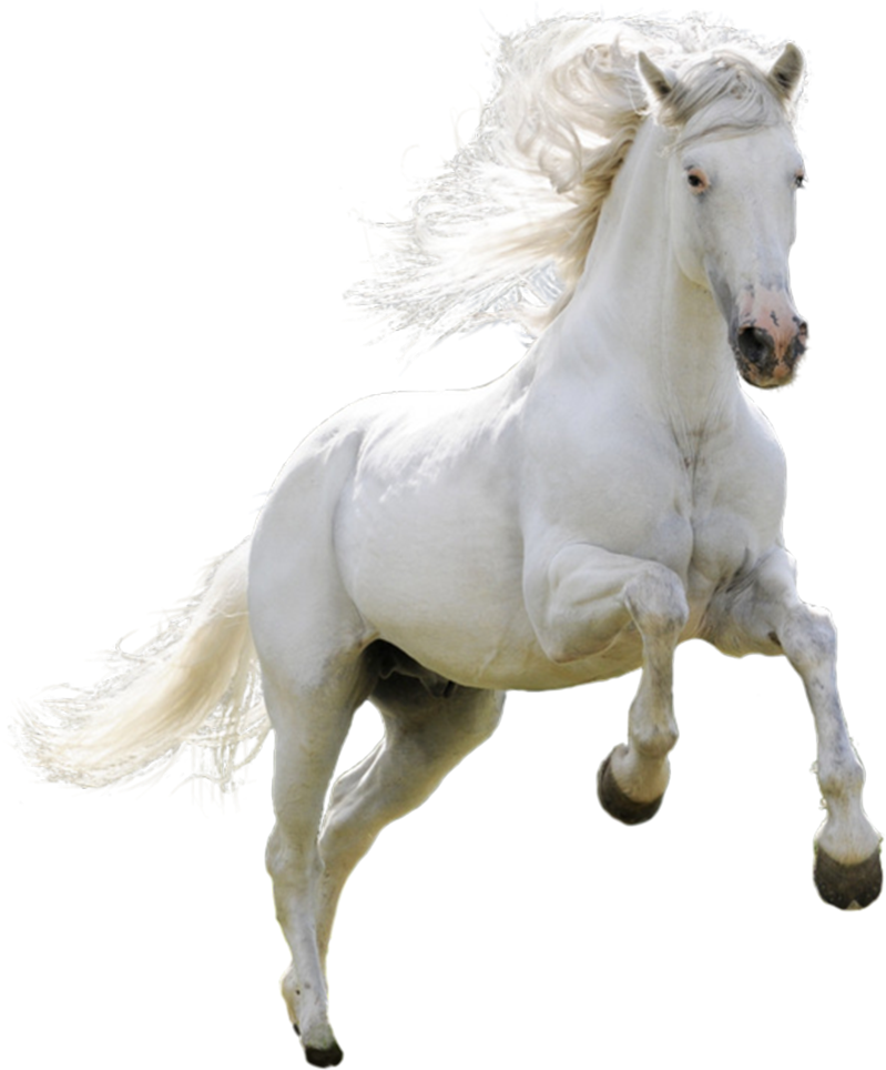 White Horse Png - Horse Hd Images Download (1128x1332), Png Download