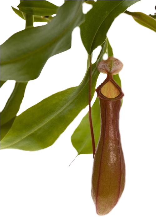 Pitcher Plant Png (500x752), Png Download