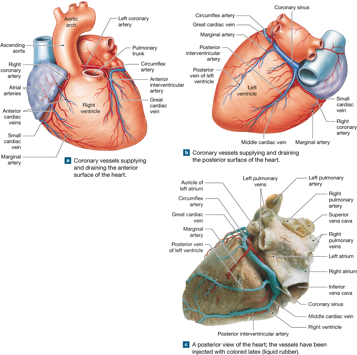 The Heart Is A Four-chambered Organ That Pumps Blood - Coronary Circulation (1200x1182), Png Download