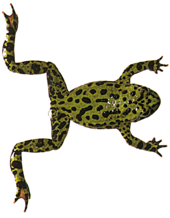 Aquatic Frogs Swimming Dk Find Out Swimmingc - Frogs Front Legs Appear (640x759), Png Download
