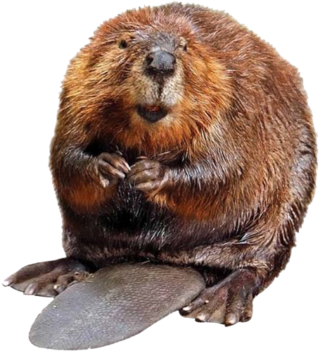 Beaver, Bog, Cattail, Dragonfly, Ecology, Eng, Fen, - Roberto Clemente Bridge (864x568), Png Download