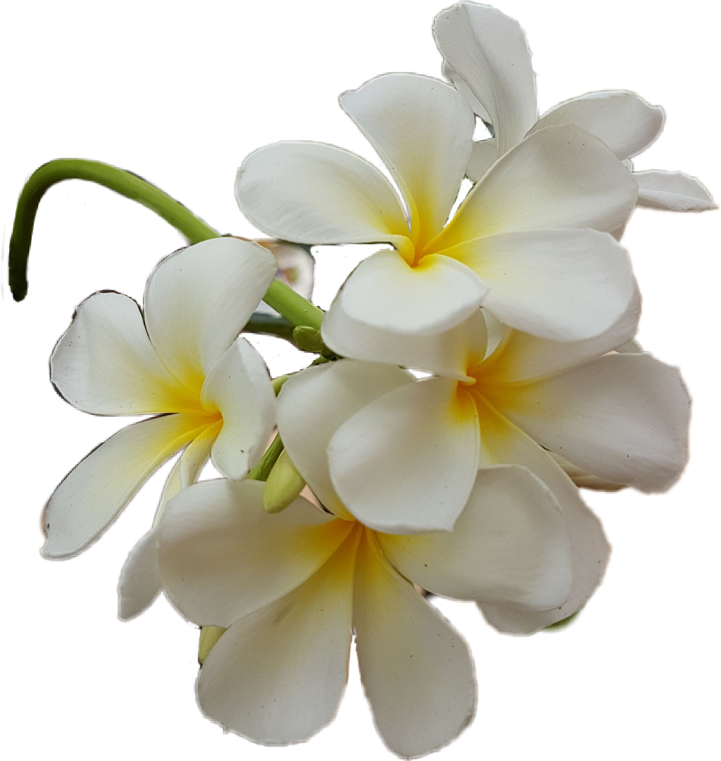 Plumeria Sticker - Frangipani (1024x1081), Png Download