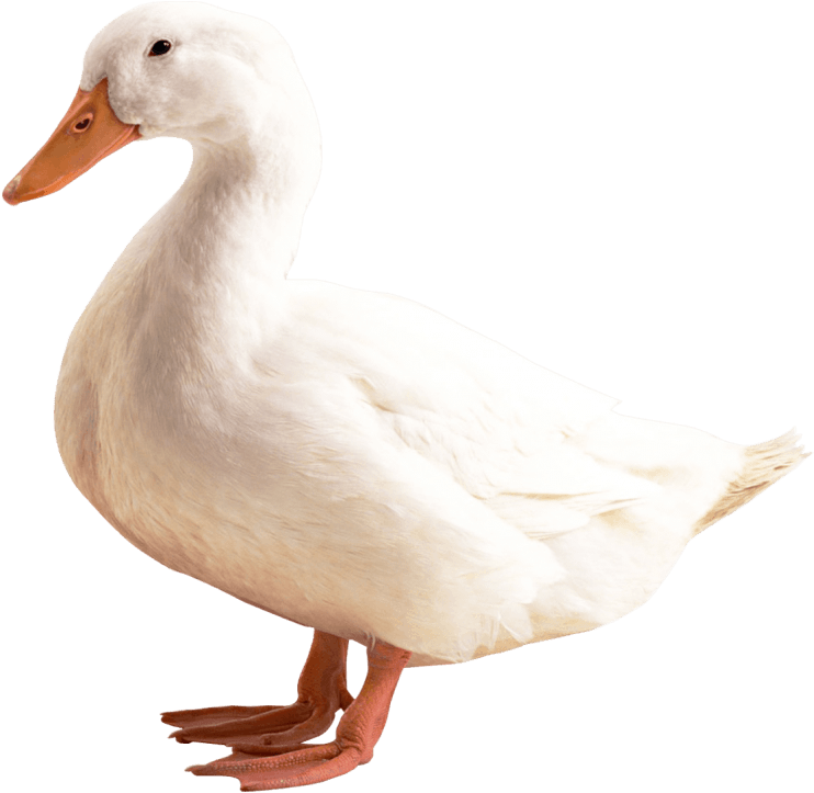 Free Png Download Duck Png Images Background Png Images - Duck Png (850x804), Png Download