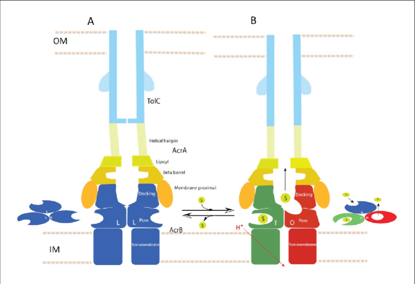 Schematic Cartoon Of The Transport Mechanism - Acrb Transport Mechanism (850x582), Png Download