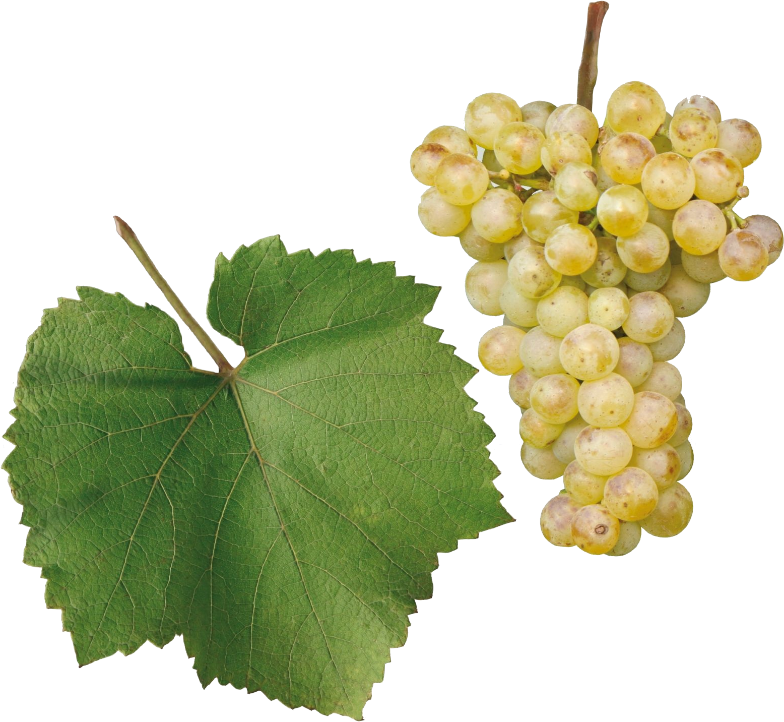 Chardonnay - Chardonnay Grape Png (1600x1589), Png Download