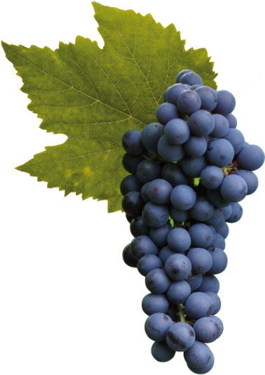 Wine In Bulk - Pinot Noir Grapes Png (600x600), Png Download
