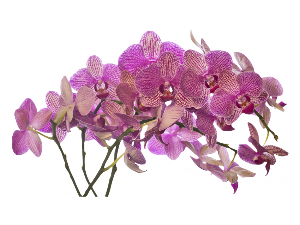 Http - //www - Murando - 1 - Png - V Ramo De Flores - Orchids (1000x1000), Png Download