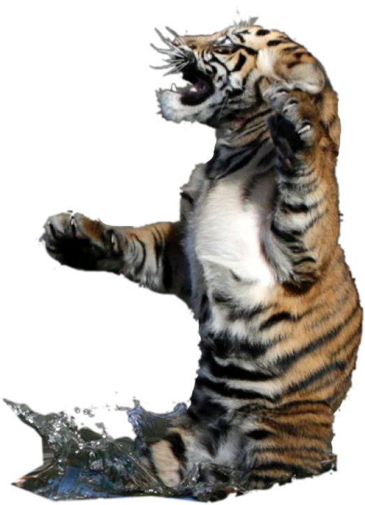 Animalbaby Tiger Playing In The Water From Photoshopbattles - Siberian Tiger (599x783), Png Download
