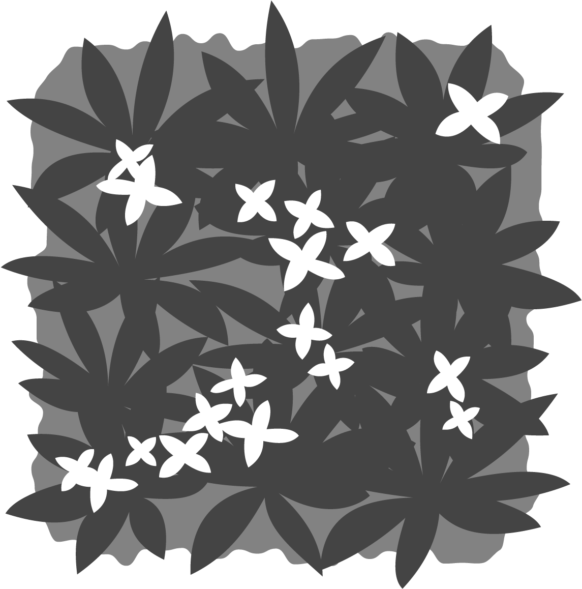 Common Plant Terms Plants By Post Cover Ⓒ - Jasmine (1200x1200), Png Download