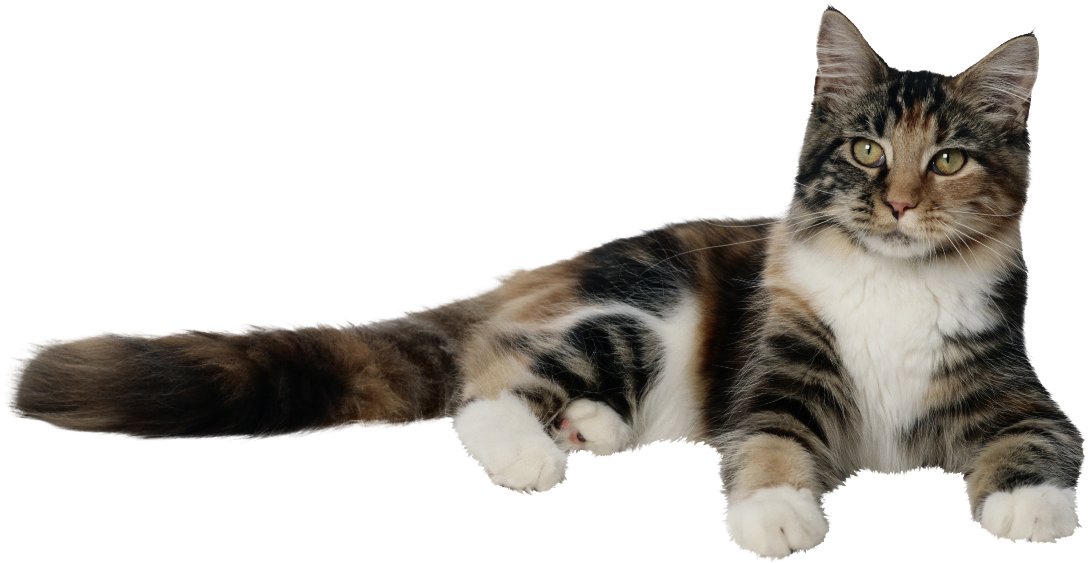 Tabby Cat Png (3707x1919), Png Download