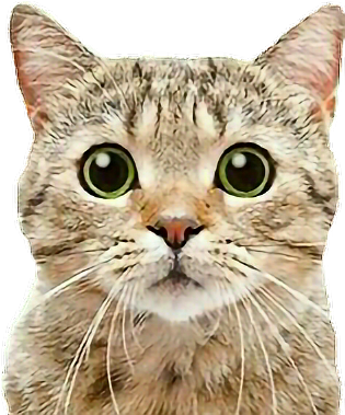 Cat Cats Tabbycat Tabby Petsandanimals Animals Loveanim - Cat White Background Peeking (604x640), Png Download