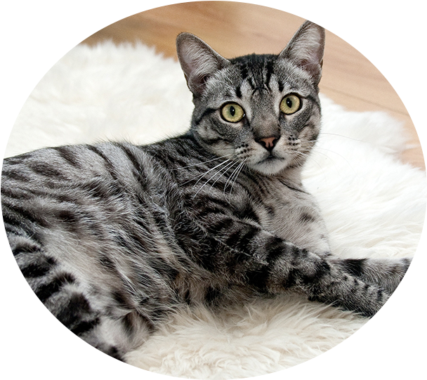 Emergencies & Spay And Neuter Surgeries - Grey Transparent Tabby Cat (618x546), Png Download