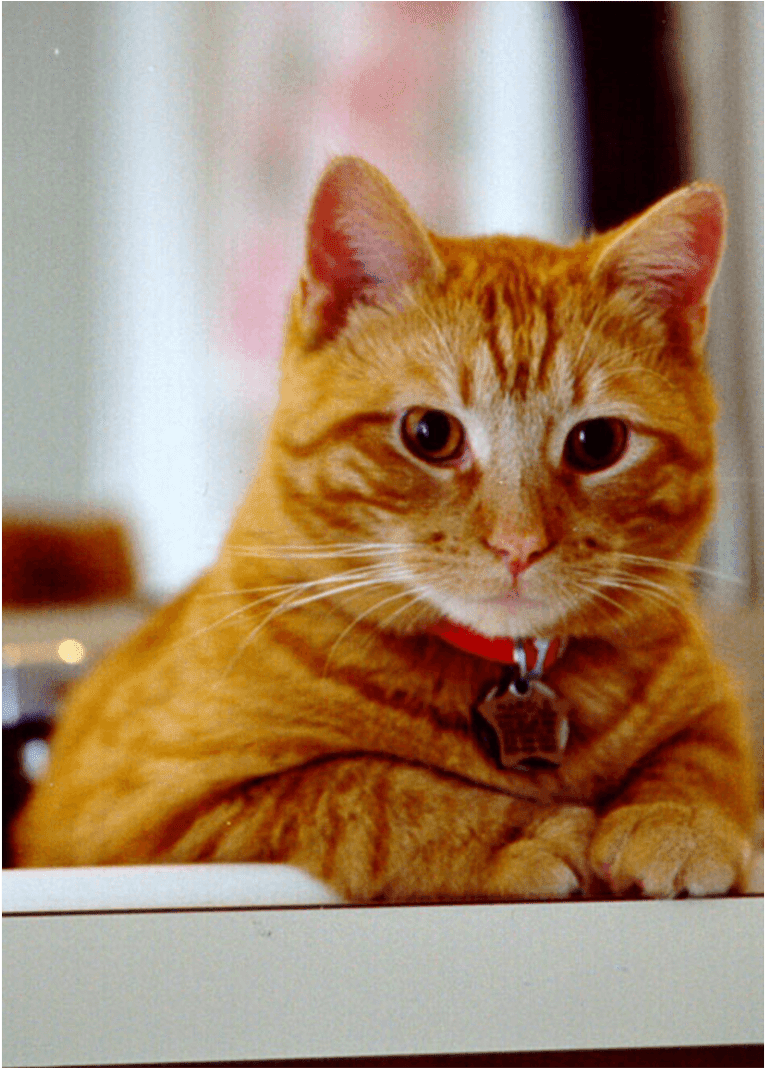 Kitten Saint Charles Clinic - Arabian Mau (1600x1067), Png Download