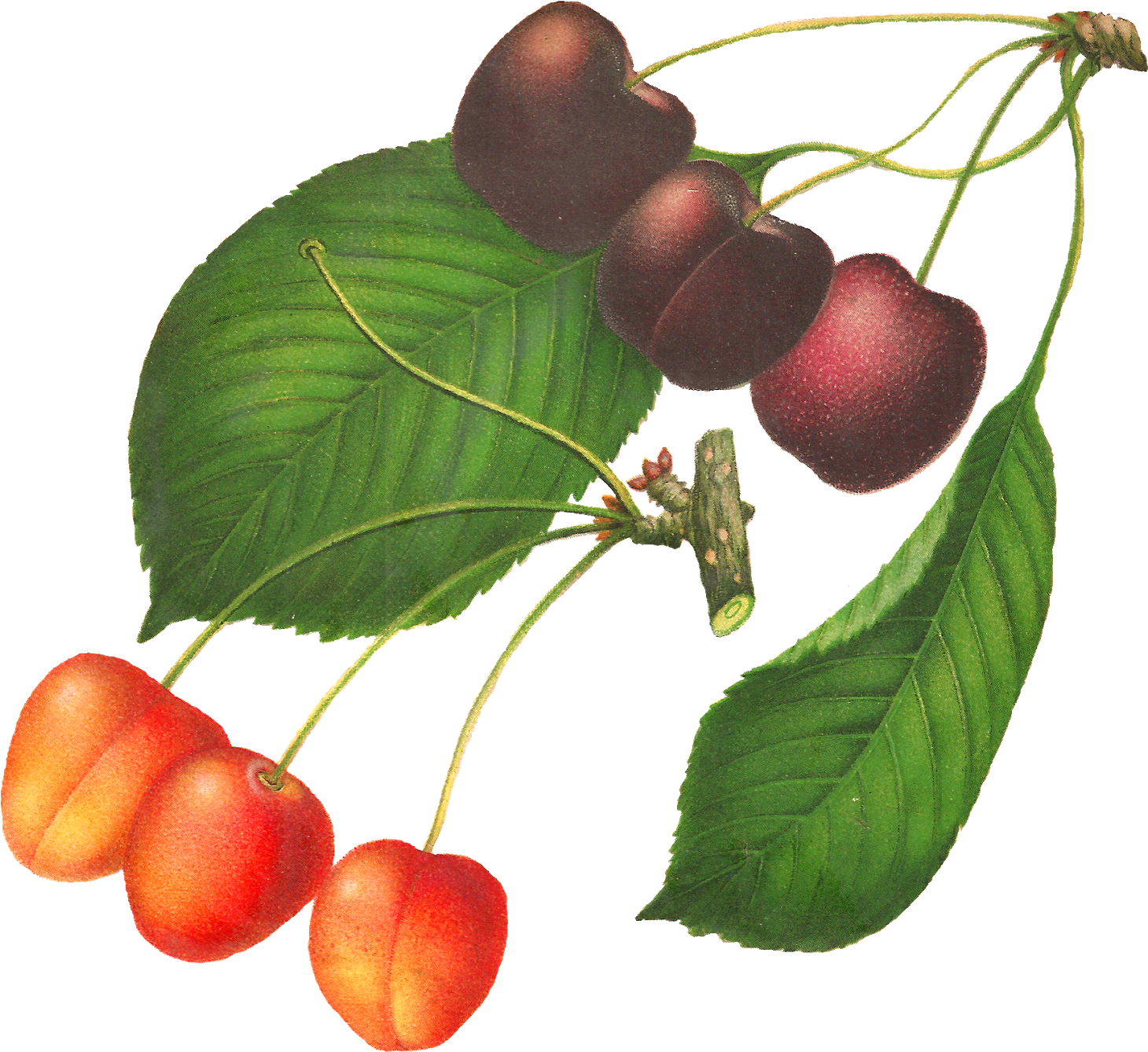 This Digital Cherry Clip Art Would Be Lovely In So - Cherry (1600x1440), Png Download