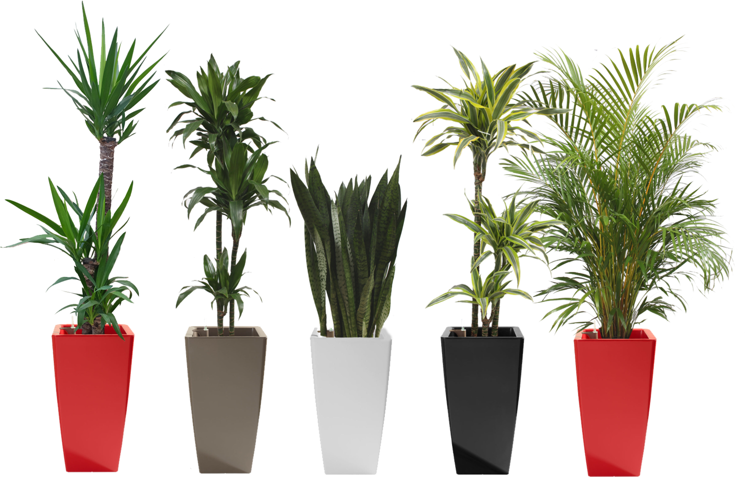 Common Office Plants (1500x1147), Png Download