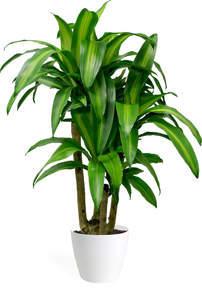 Dracaena Massangeana Stump - Dracaena Fragrans (700x1039), Png Download