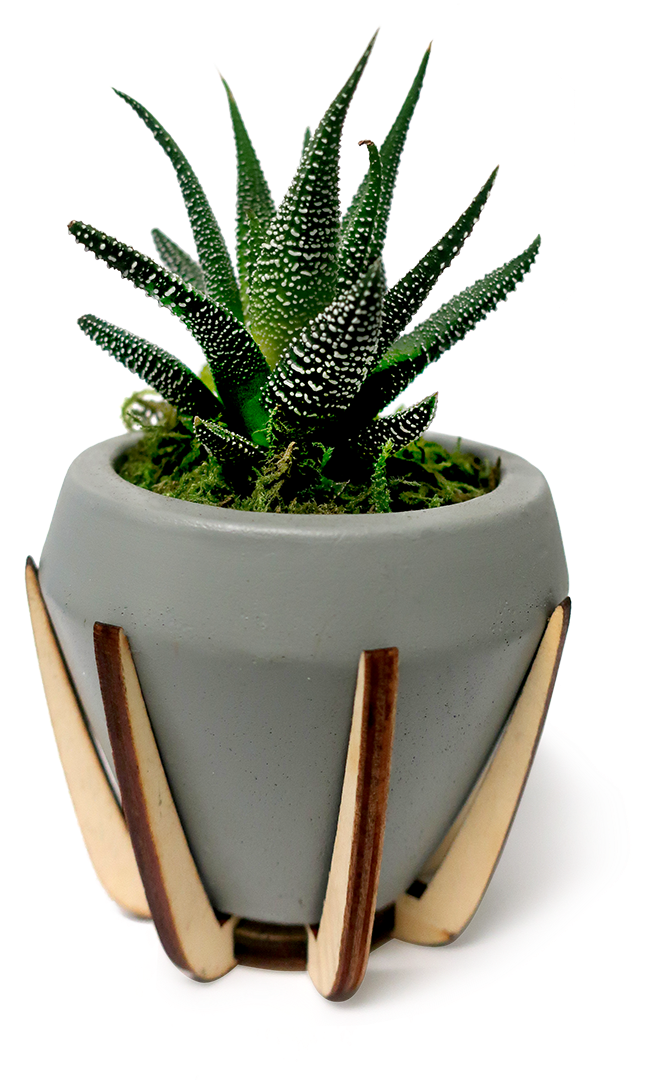 Atomic Haworthia Planter - Flowerpot (700x1079), Png Download