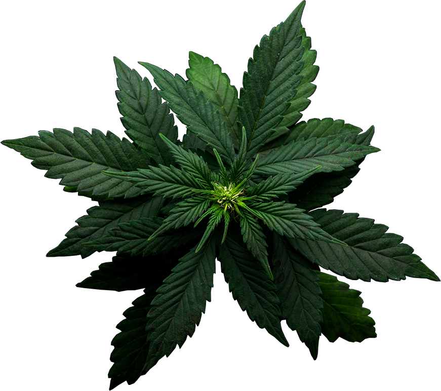 Cannabis (871x772), Png Download
