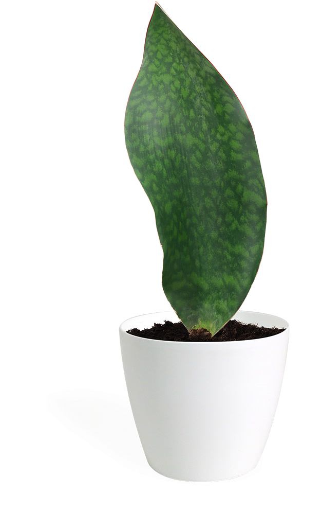 Sansevieria Whale Fin Small - Houseplant (700x1038), Png Download
