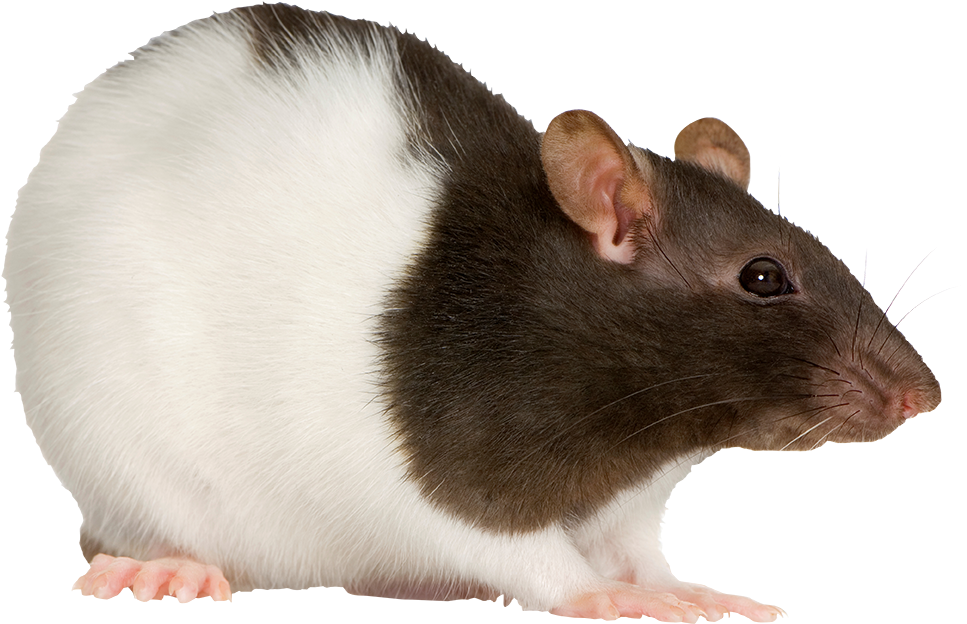 Rat - Non Insect Pest (1231x818), Png Download