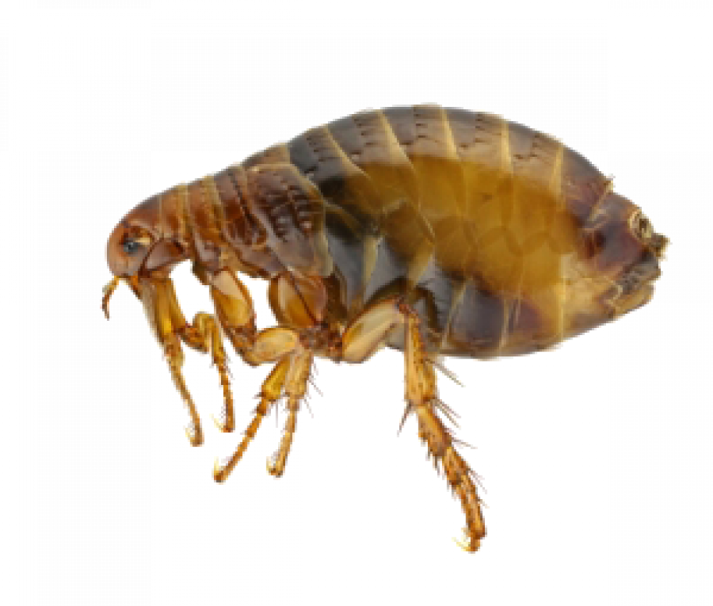 Fleas Extermination Control And Removal In Portland - Adult Flea (1000x850), Png Download
