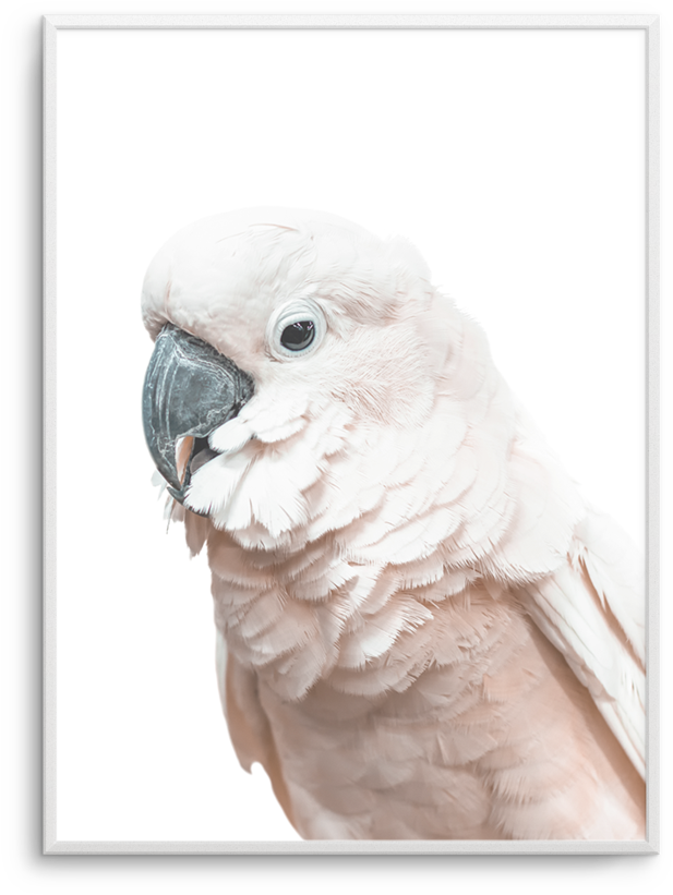 Blush Pink Cockatoo Poster - Cockatoo (812x1023), Png Download