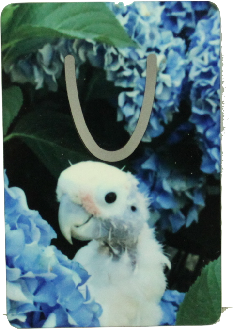 Home > New Items > Coco Cockatoo Bookmark Short - Cockatoo (501x704), Png Download
