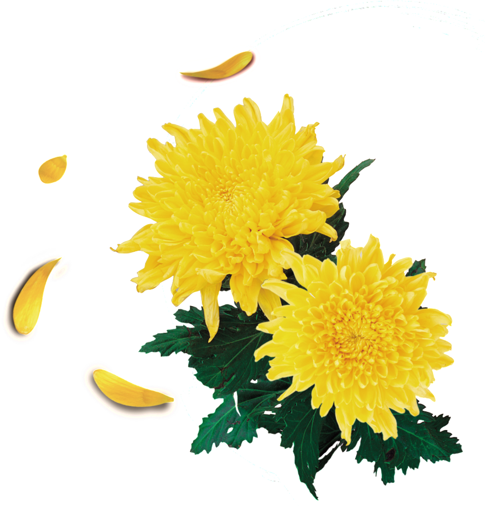 Beautiful Deep Yellow Hand Drawn Chrysanthemum Decorative - Chrysanthemum (1024x1024), Png Download