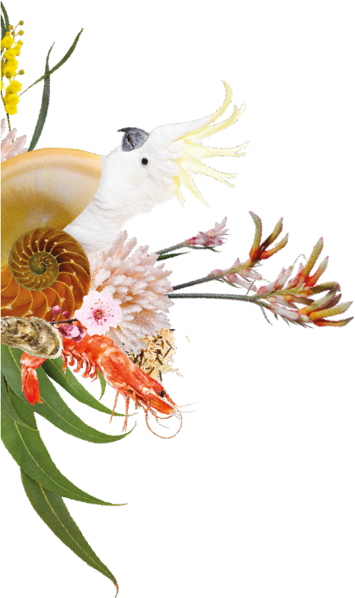 Bg Img - Protea (511x886), Png Download